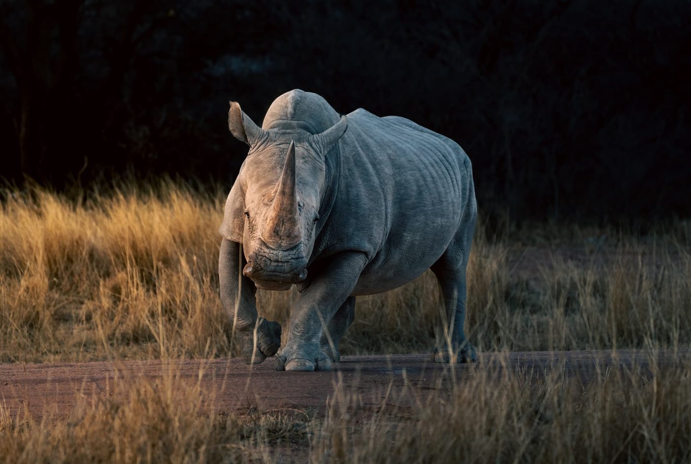 White rhino walking in golden grass at dusk in Namibia