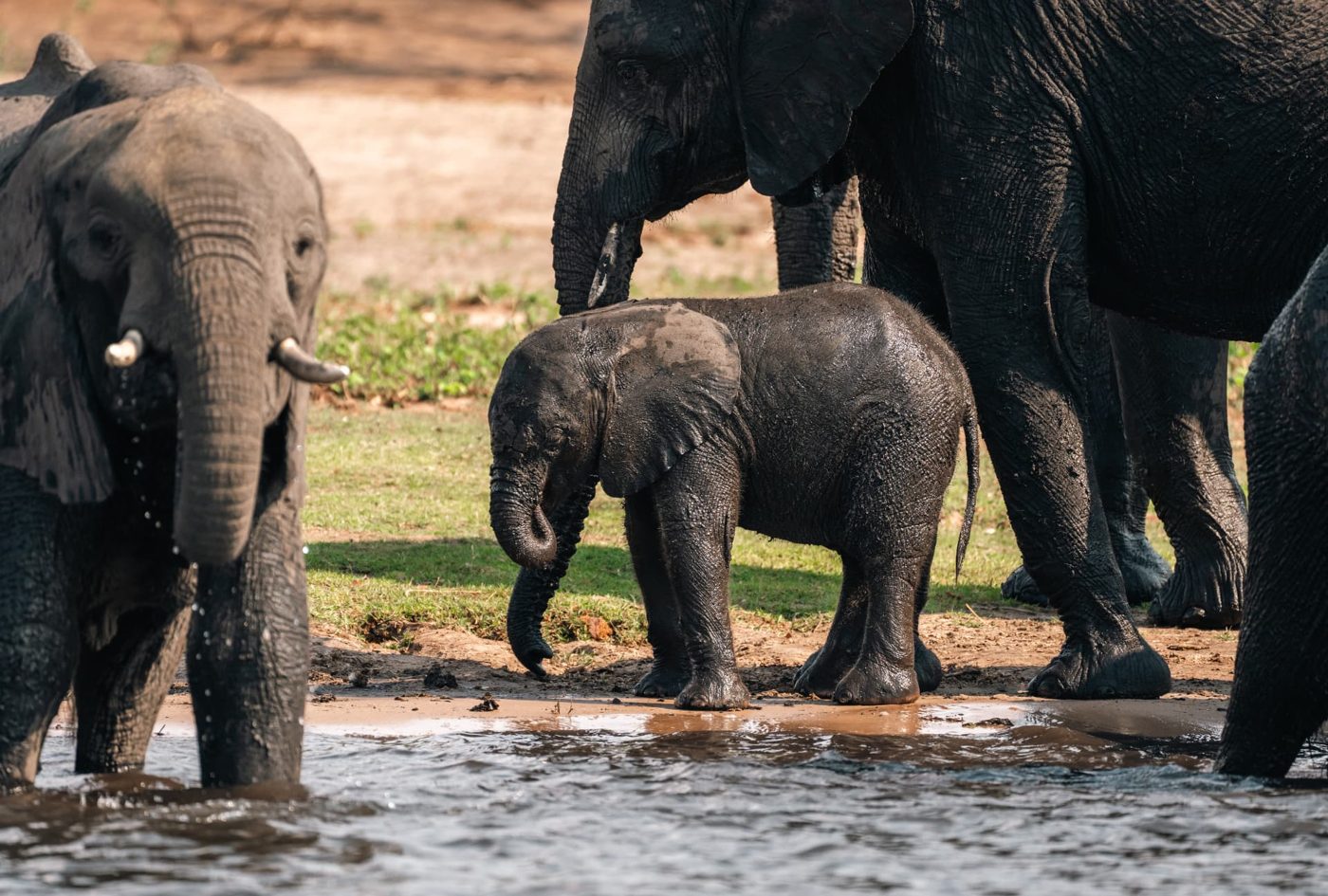 Elephant family with a calf drinking at a waterhole in Namibia
