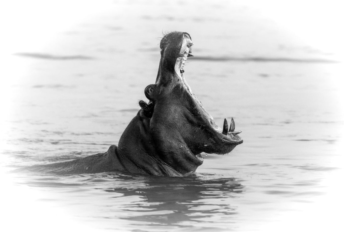 Black and white photo of a hippo yawning in a Namibian river