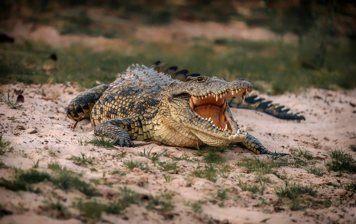 Nile crocodile with open jaws on a sandy riverbank in Namibia