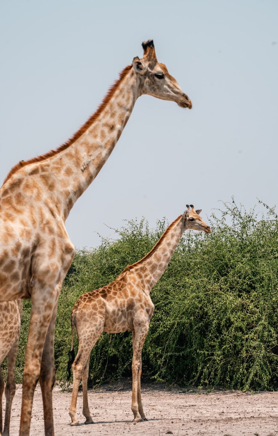 Giraffe and calf standing beside green bush in Namibia