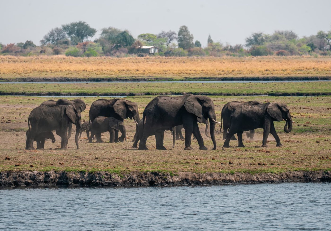 Herd of elephants walking along a riverbank in northern Namibia
