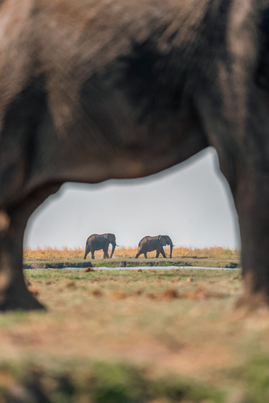 Two elephants seen through the legs of another elephant on a Namibian floodplain