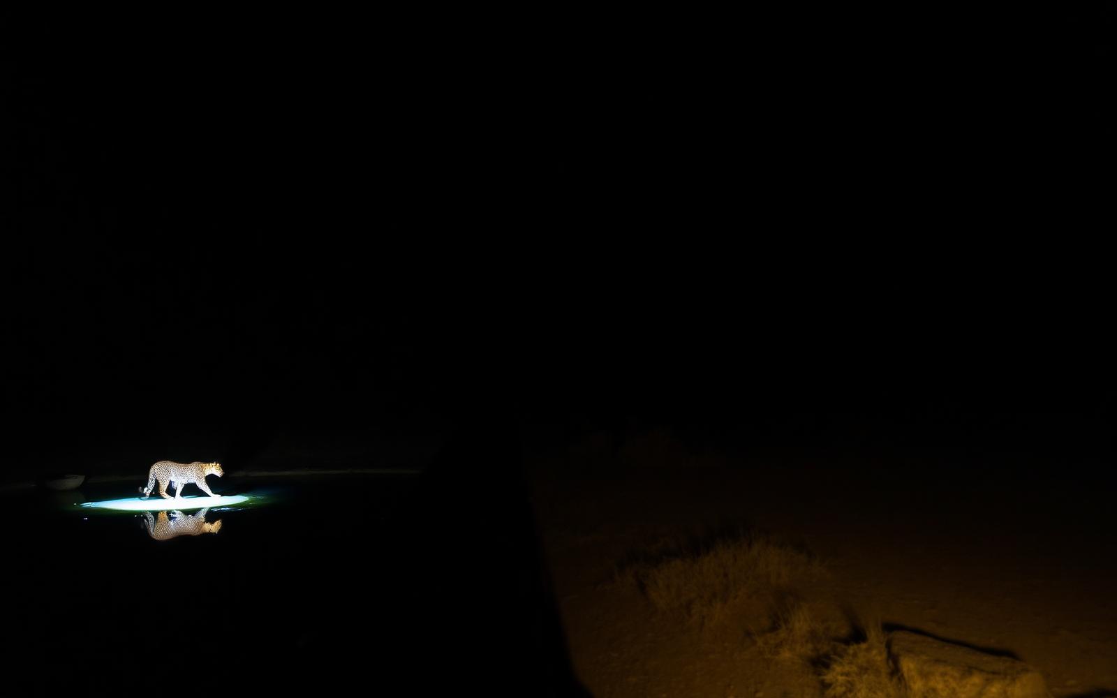 Etosha Night Drives — Are They Worth It? — Activities guide, Namibia